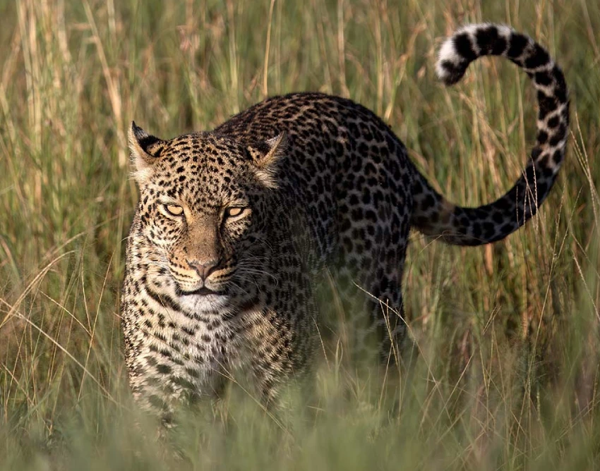 Solio Conservancy Wildlife