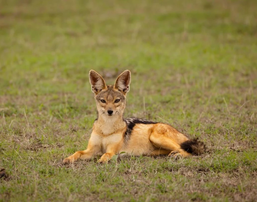 Solio Conservancy Safari