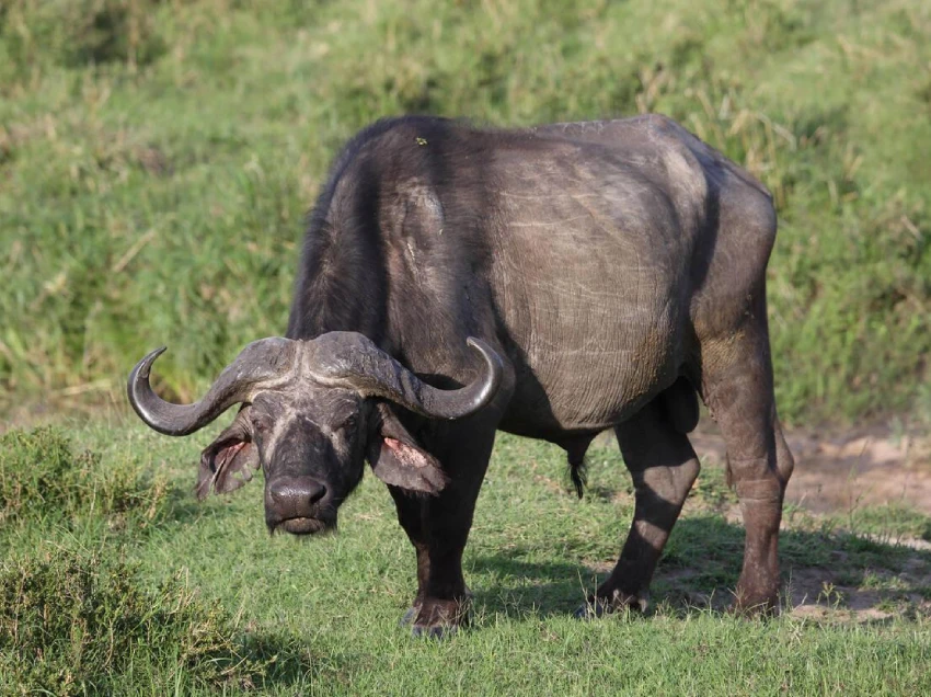 Solio Conservancy Wildlife