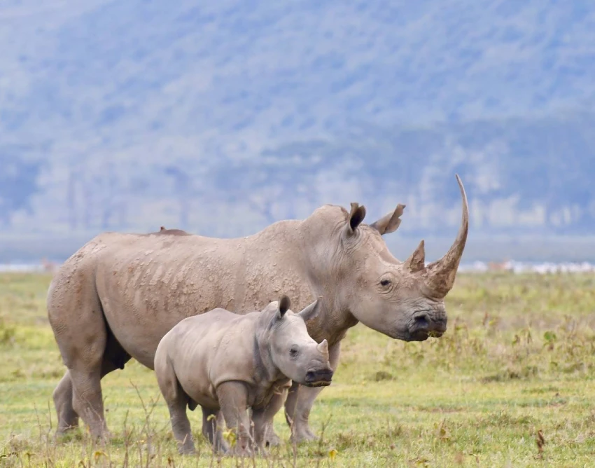 Tanzania Destination Safari