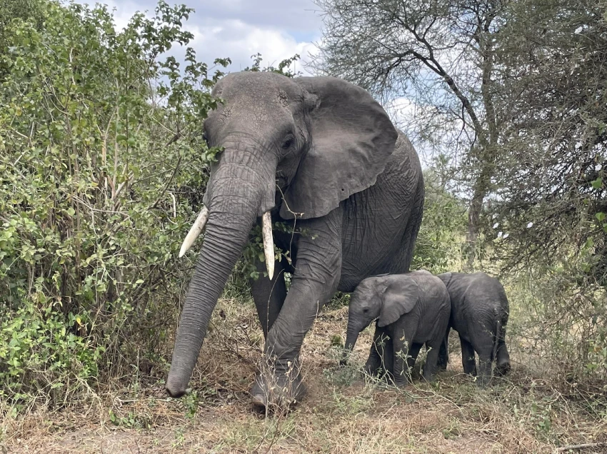 Tanzania Destination Wildlife