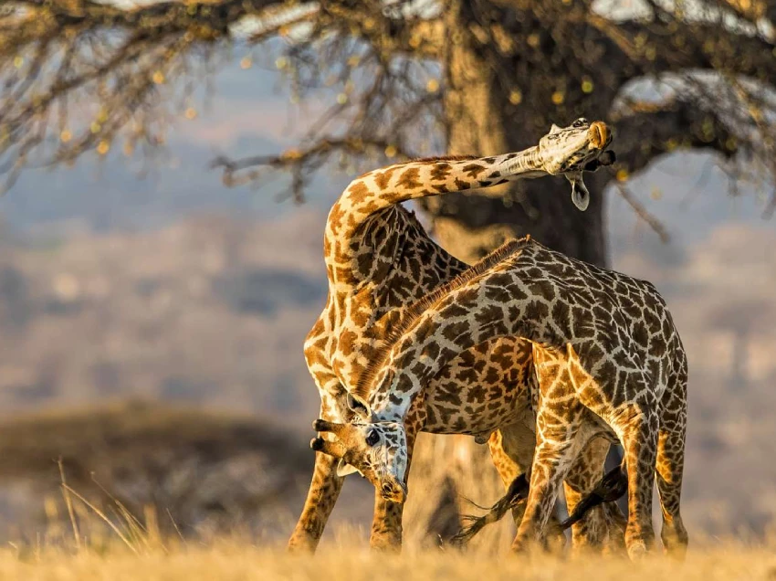 Tanzania Destination Safari