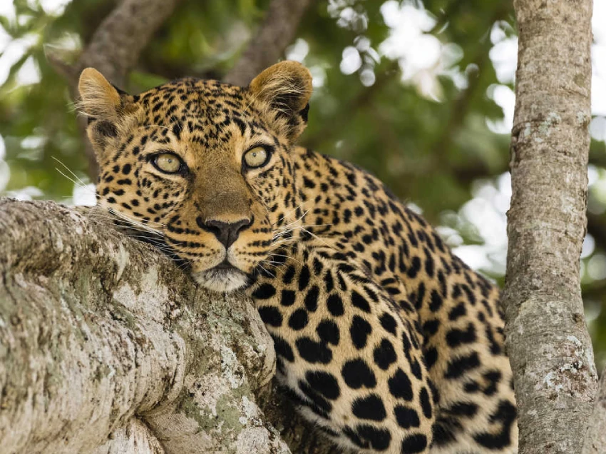 Tanzania Attractions