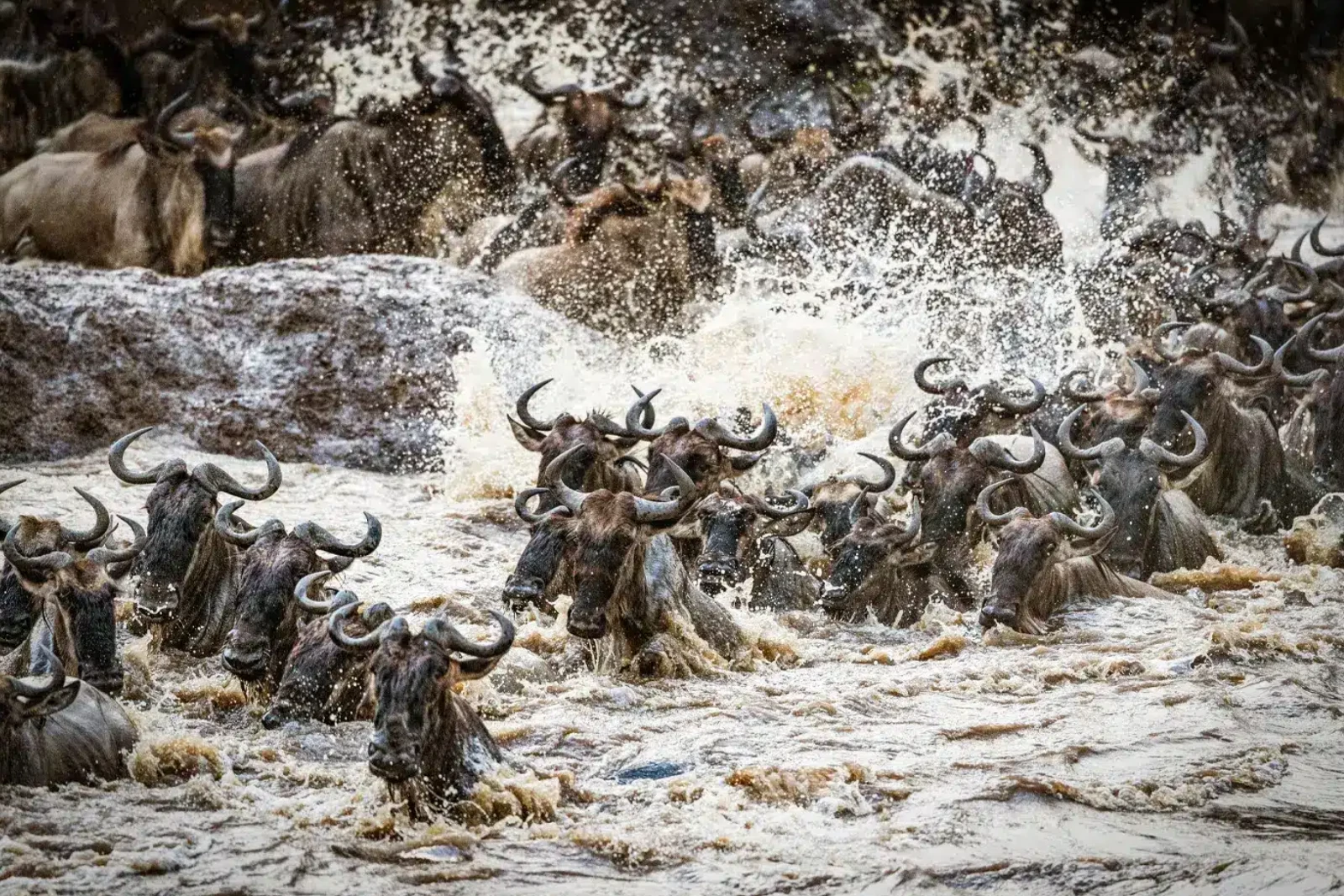 Great Migration Tracking