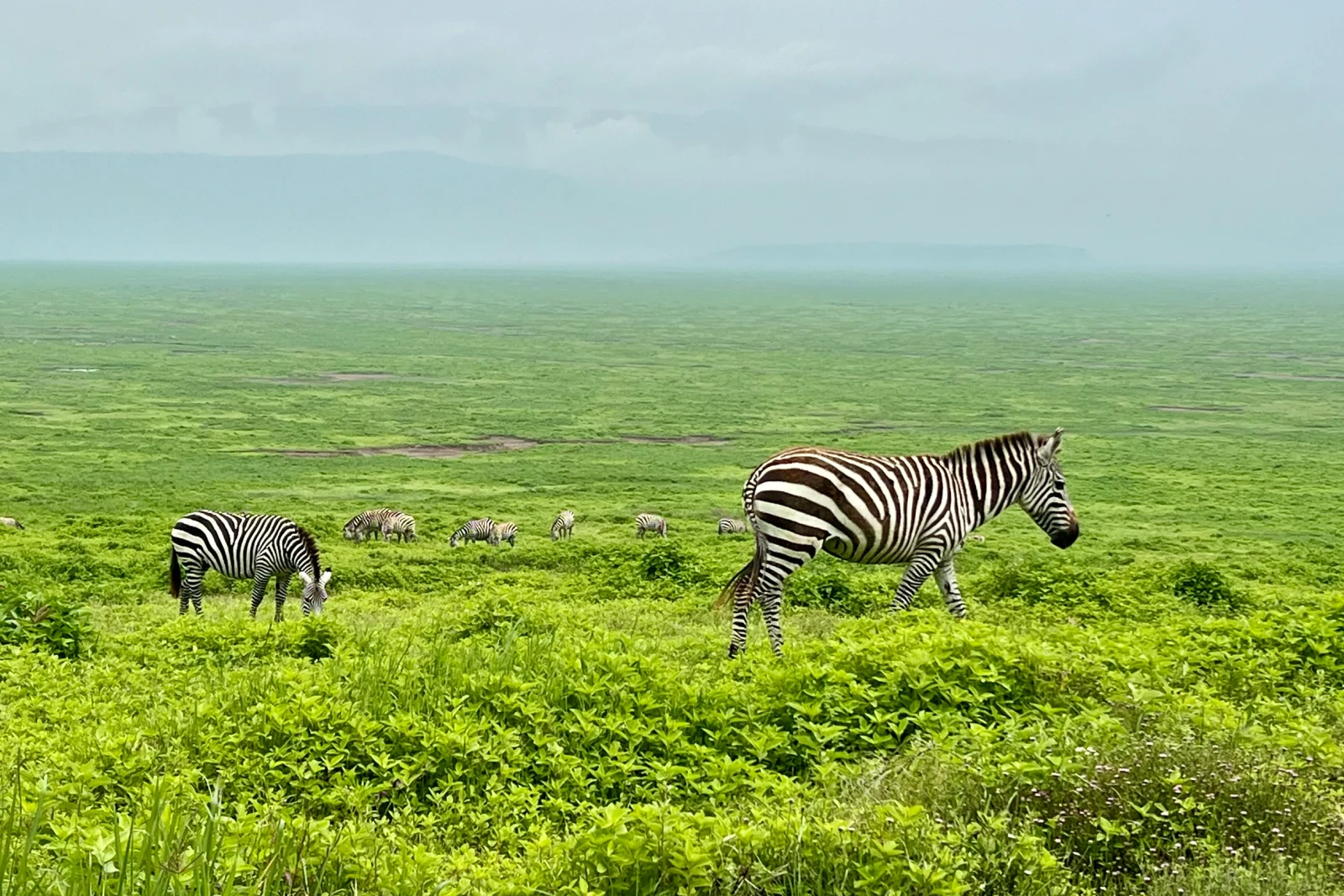 Ngorongoro Crater Day
