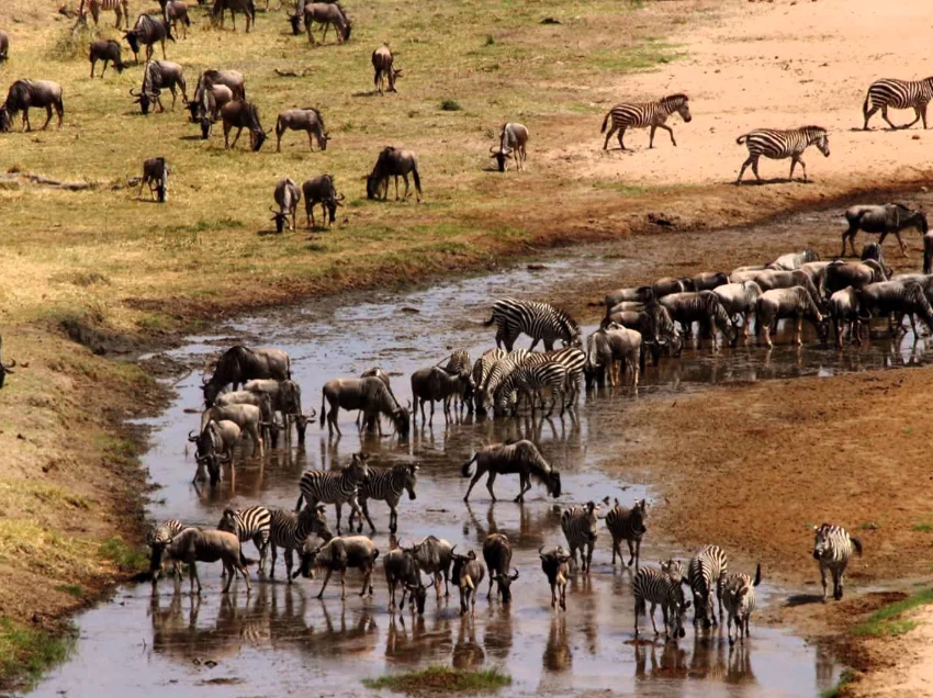 Tarangire National Park Wildlife