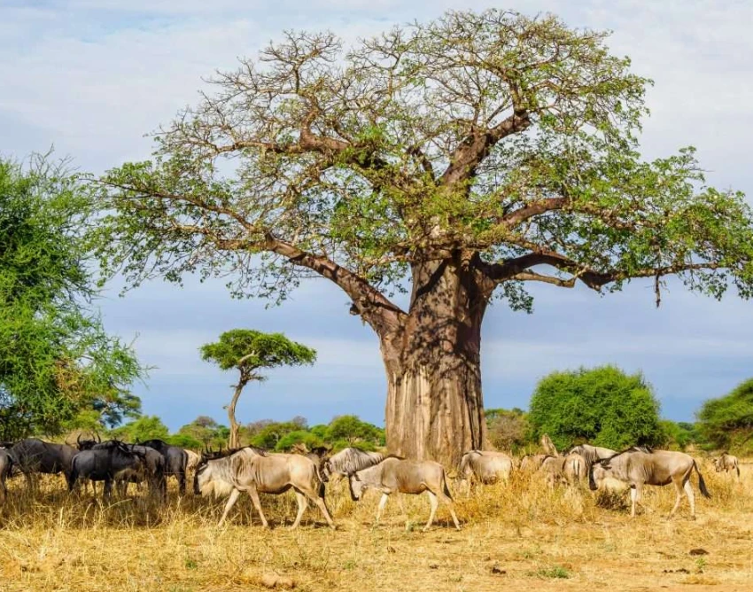 Tarangire National Park Attraction