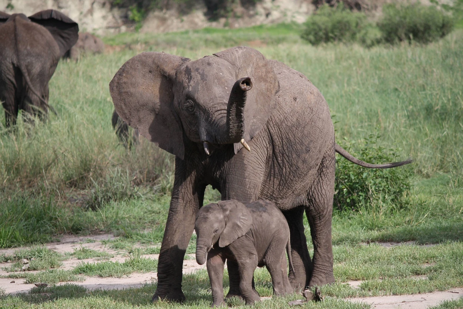 Afternoon Game Drive