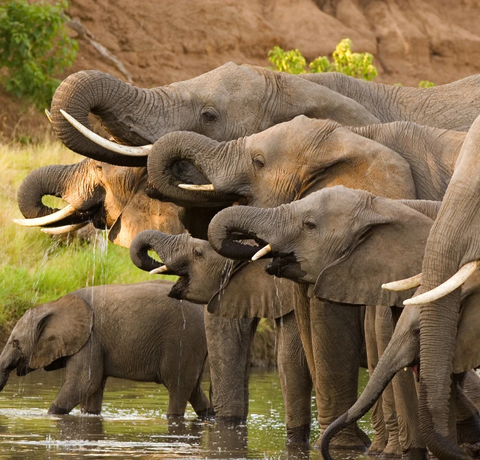 Elephant Rich Ecosystem