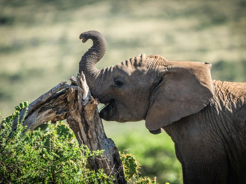 Tarangire National Park Wildlife