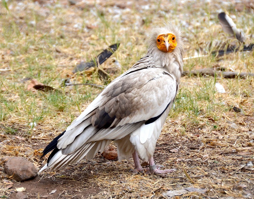 Tarangire National Park