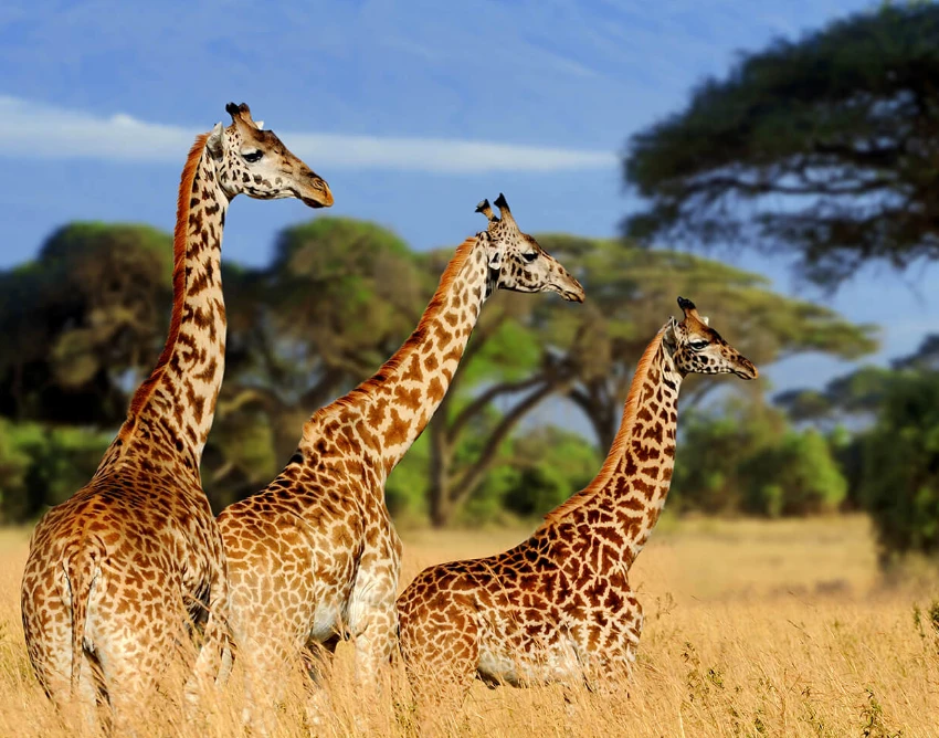 Tarangire National Park Wildlife