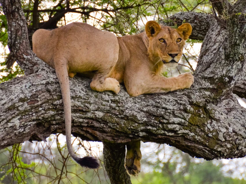Tarangire National Park Wildlife