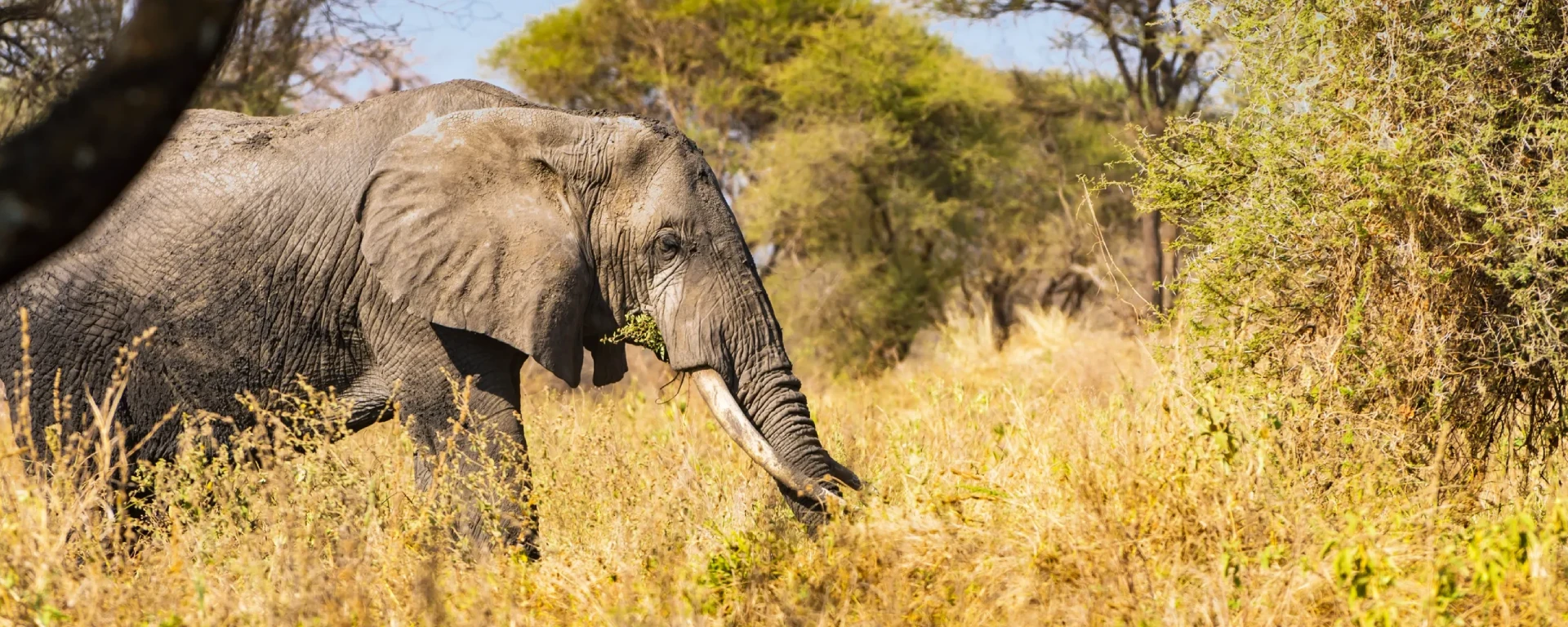 Tarangire National Park