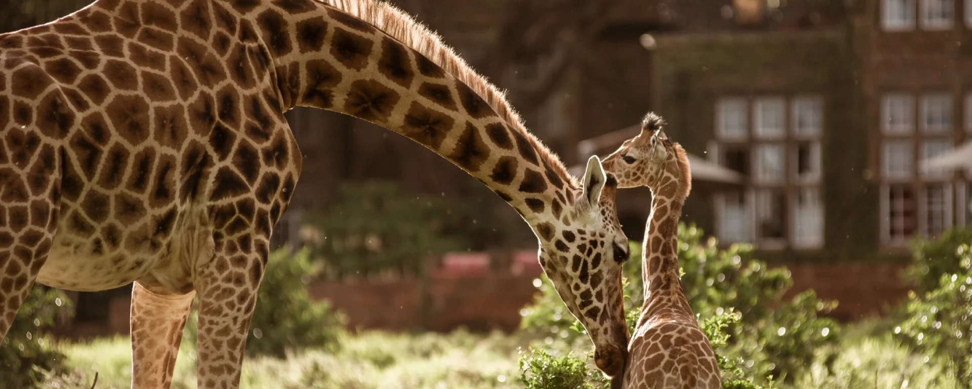 The Retreat at Giraffe Manor