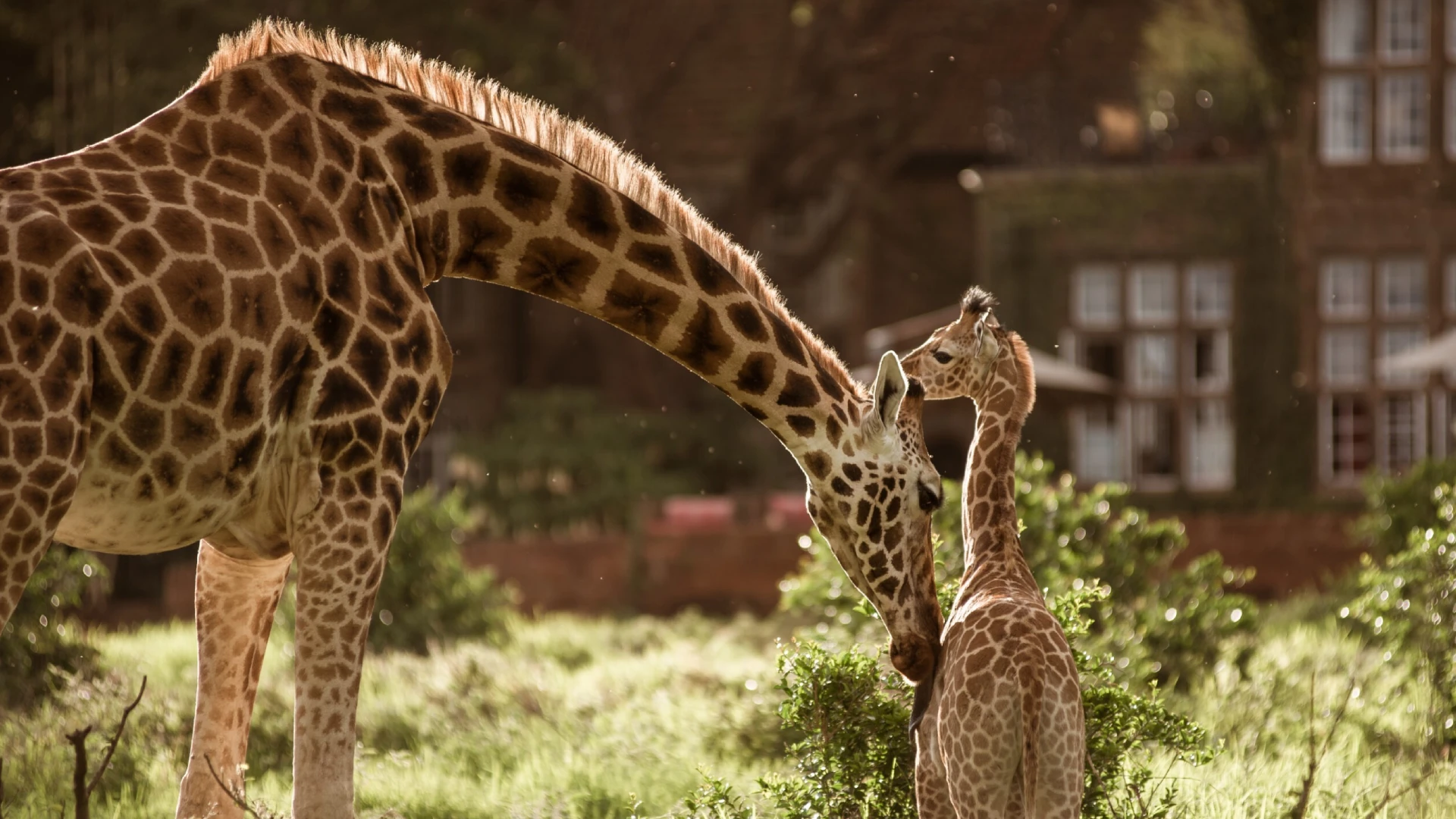The Retreat at Giraffe Manor