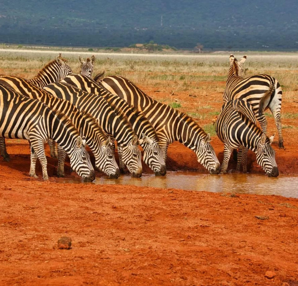 Open Semi Arid Plains