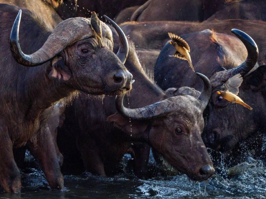 Tsavo East National Park Attractions