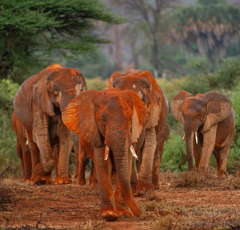 Red Elephant Country