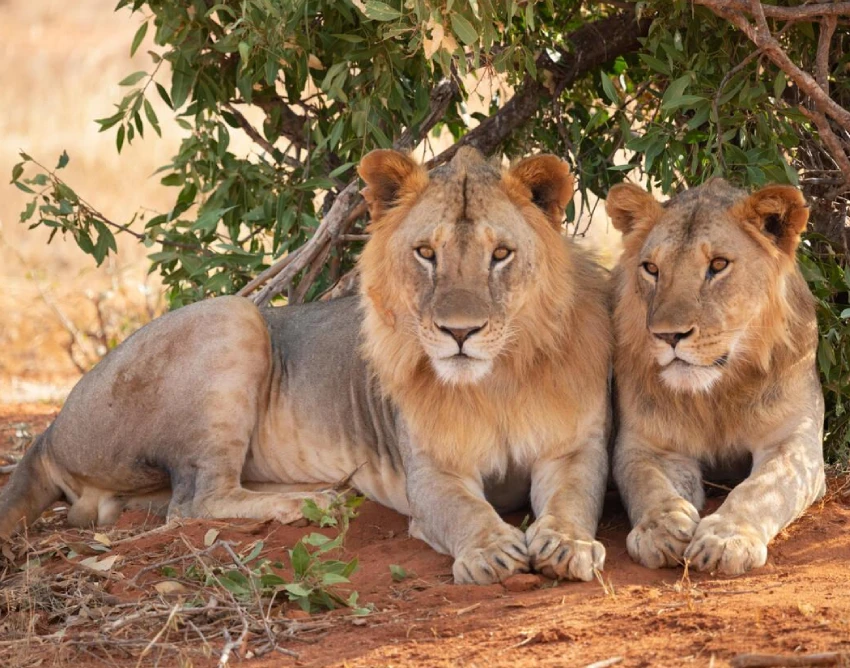 Tsavo East National Park Wildlife
