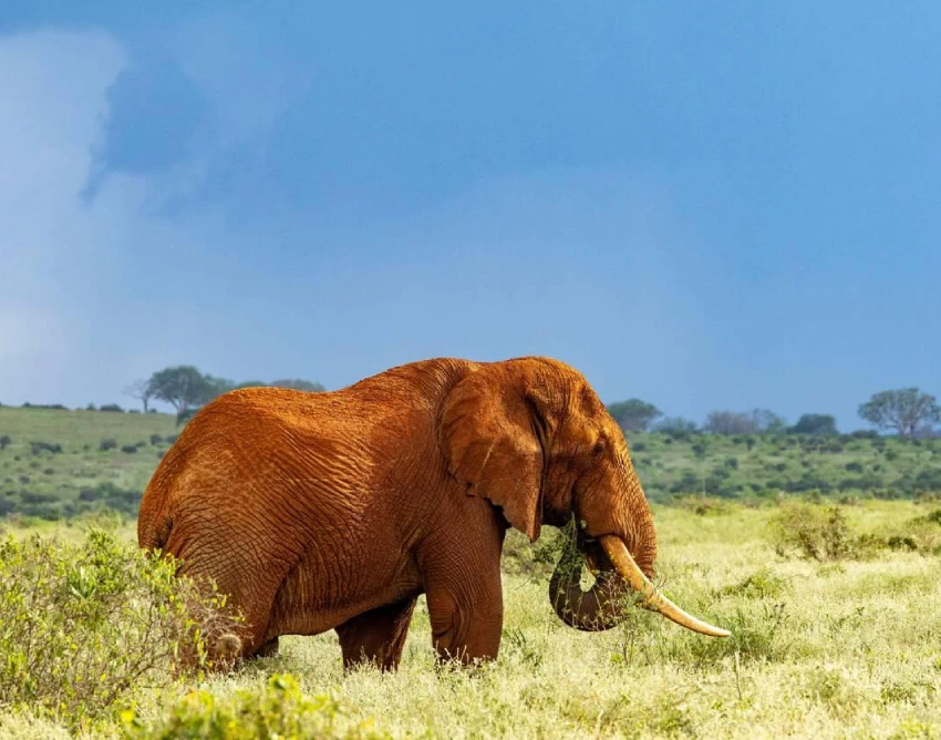 Tsavo East National Park Safari