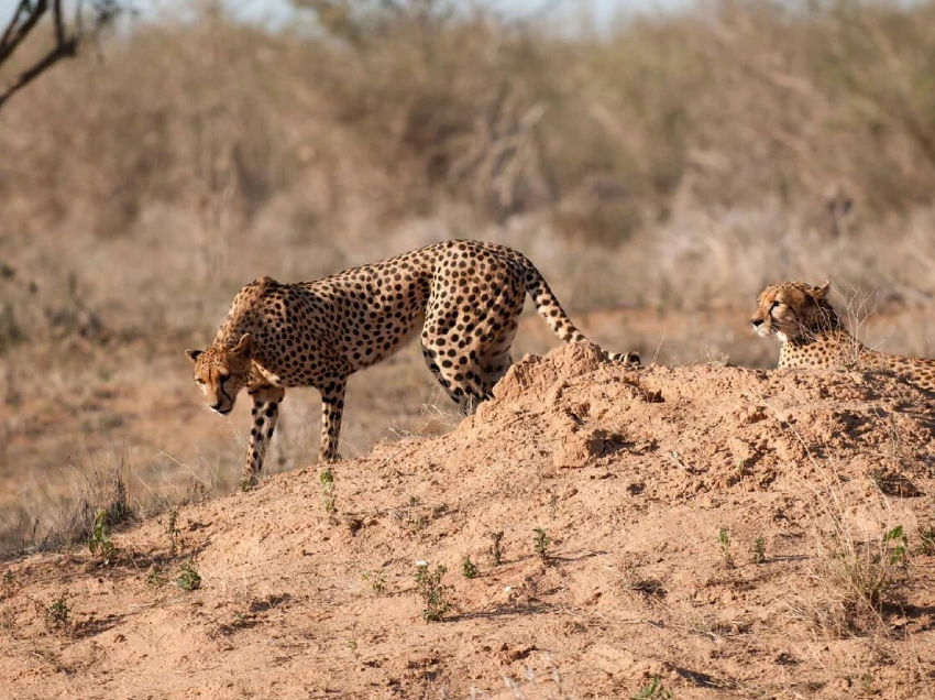 Tsavo East National Park Wildlife