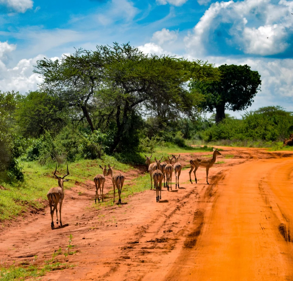 Volcanic Rugged Landscapes