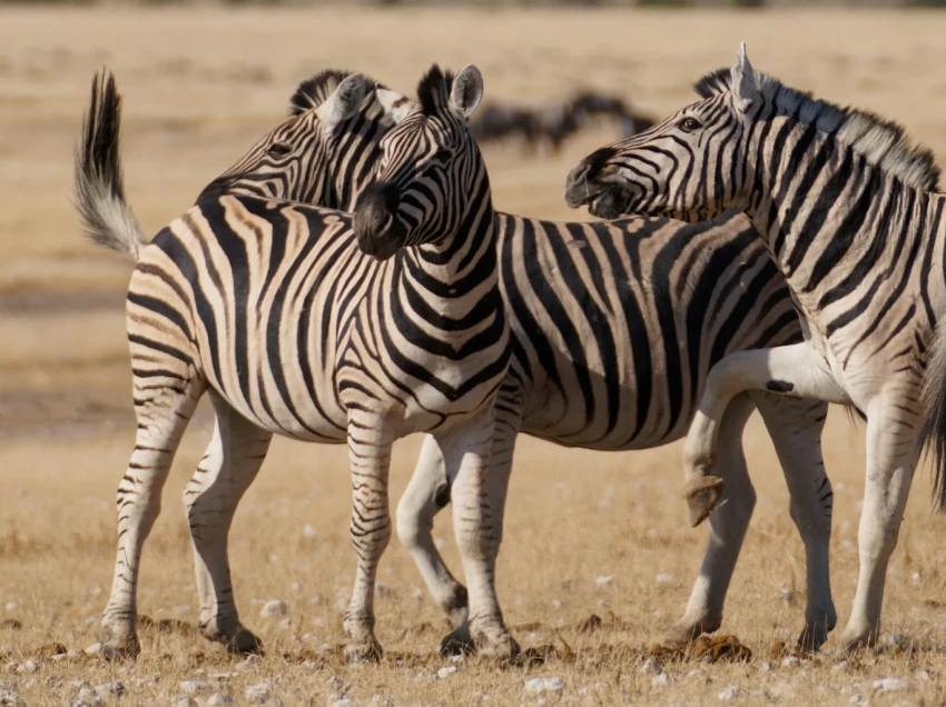 Tsavo West National Park Attractions