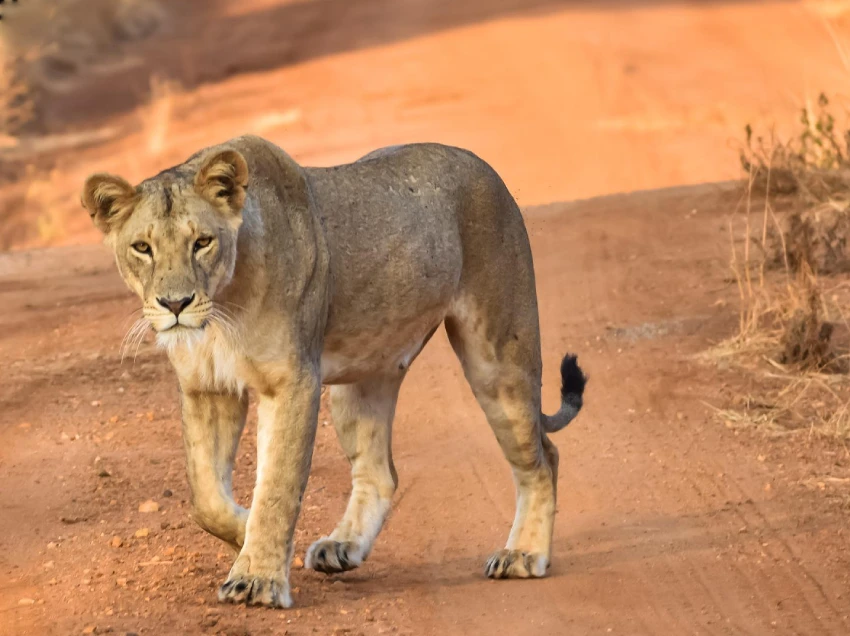 Tsavo West National Park Attractions