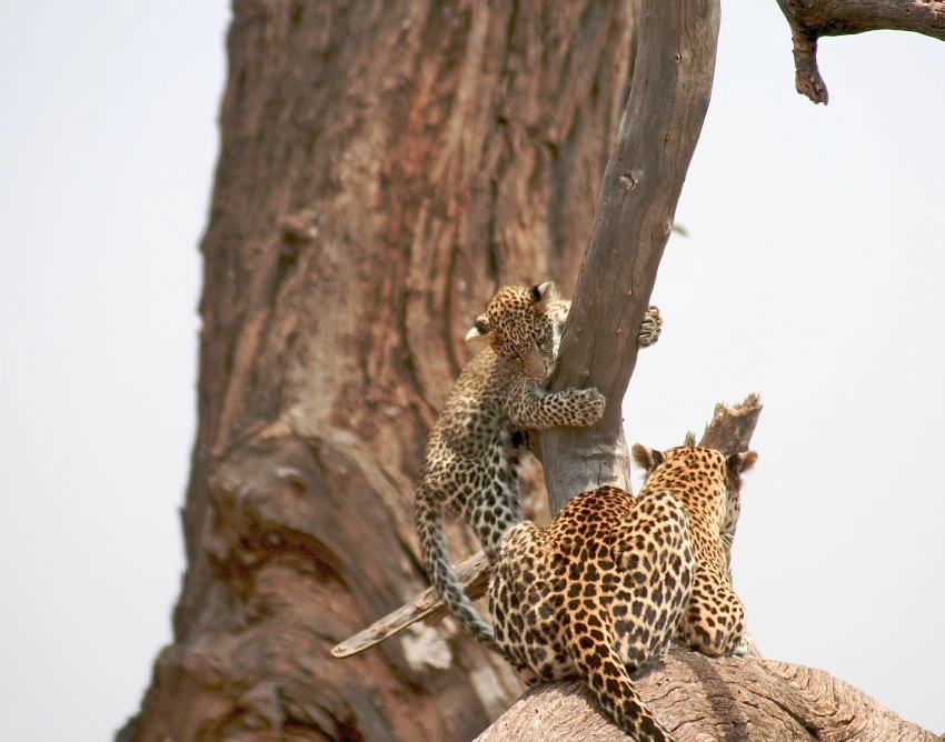 Tsavo West National Park Wildlife