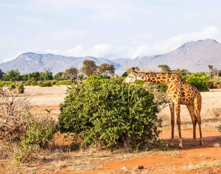 Tsavo West National Park