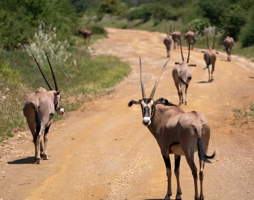Tsavo West National Park Safari