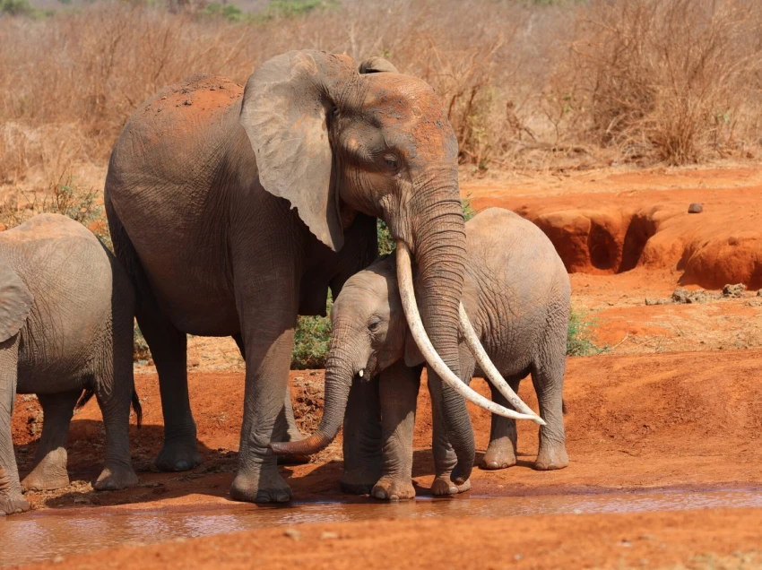 Tsavo West National Park Wildlife