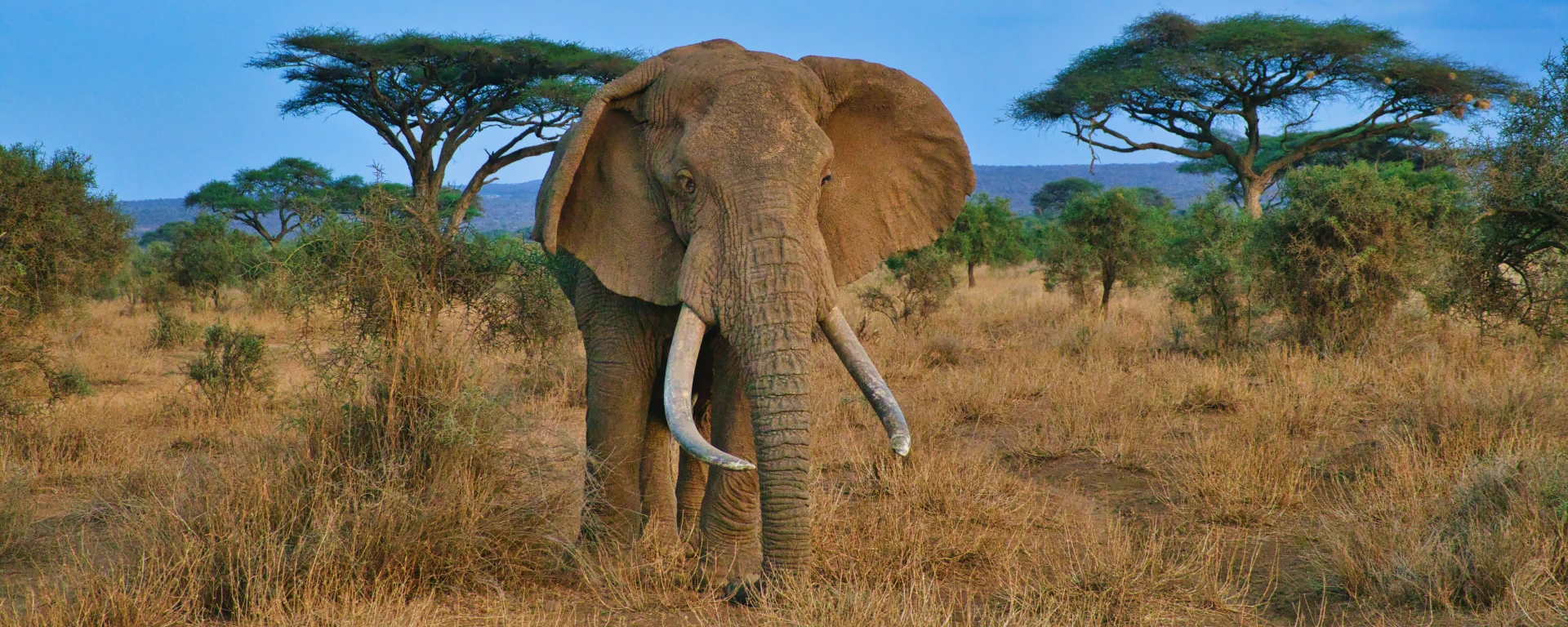 Tsavo West National Park