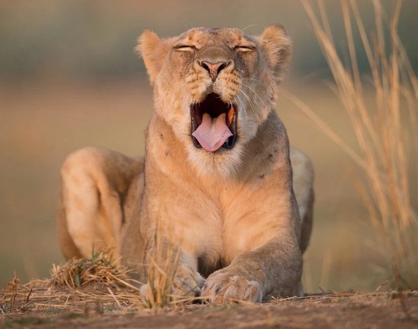 Uganda Destination Safari