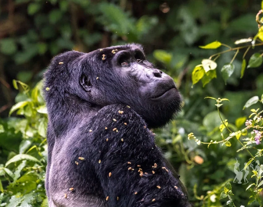 Uganda Destination Attractions