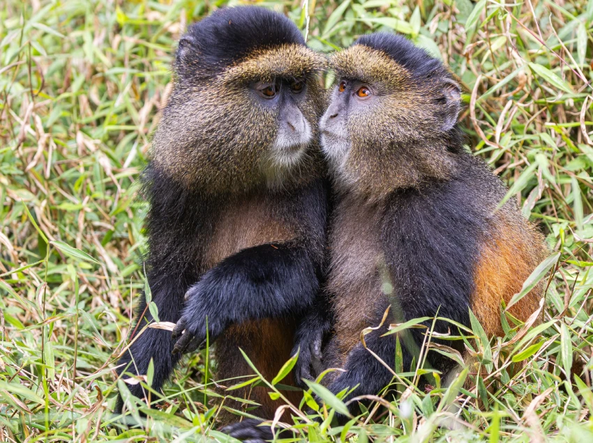 Uganda Destination Wildlife