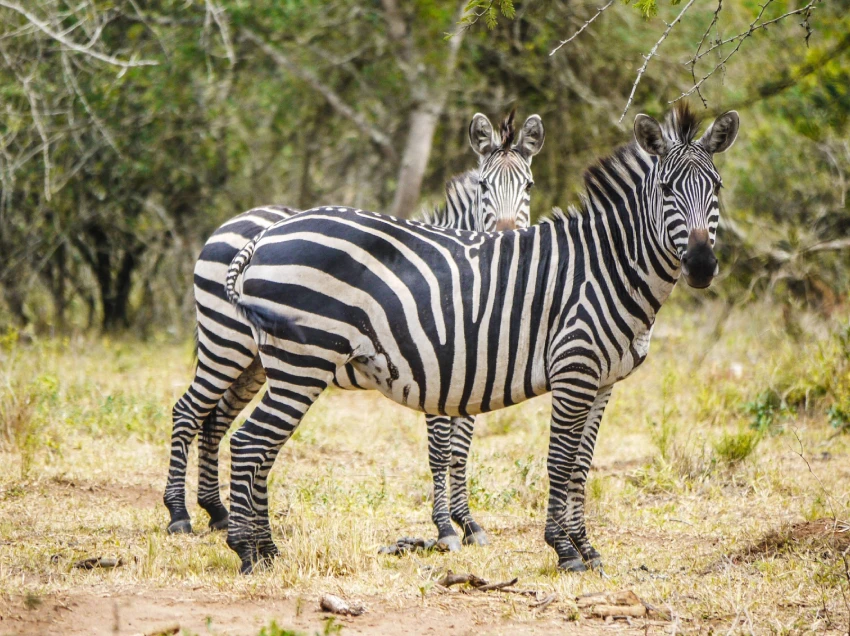 Uganda Destination Safari