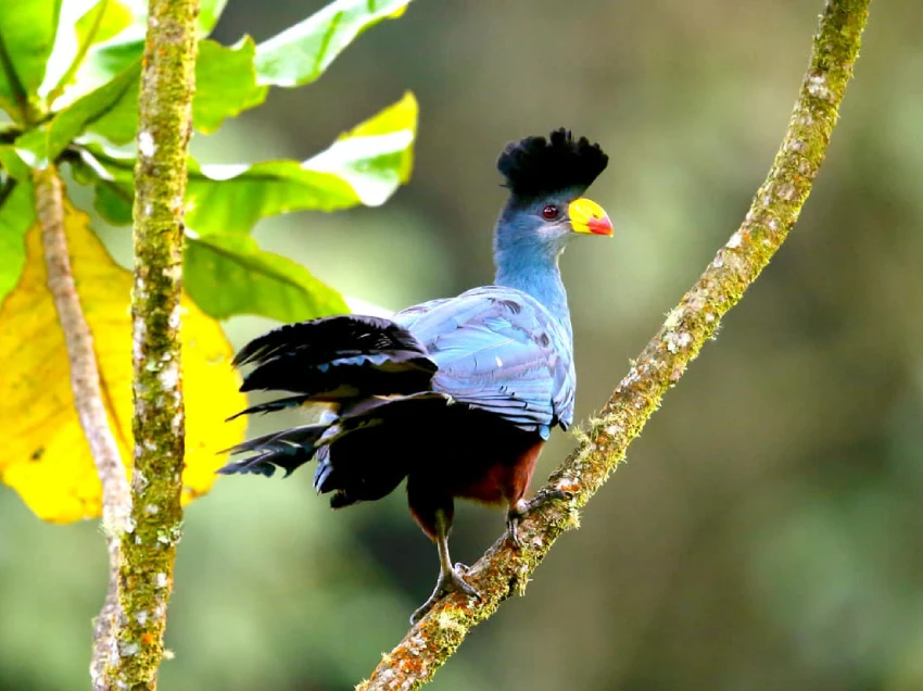 Volcanoes National Park Birdlife
