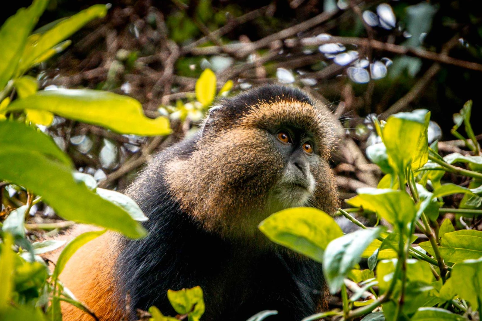 Golden Monkey Trek