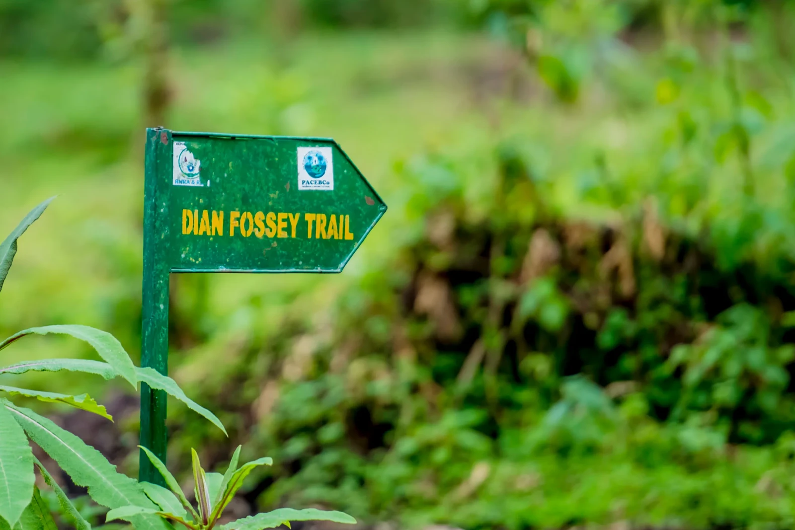 Dian Fossey Hike