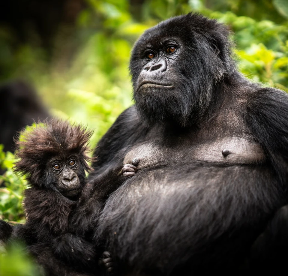 Forest Primate Diversity