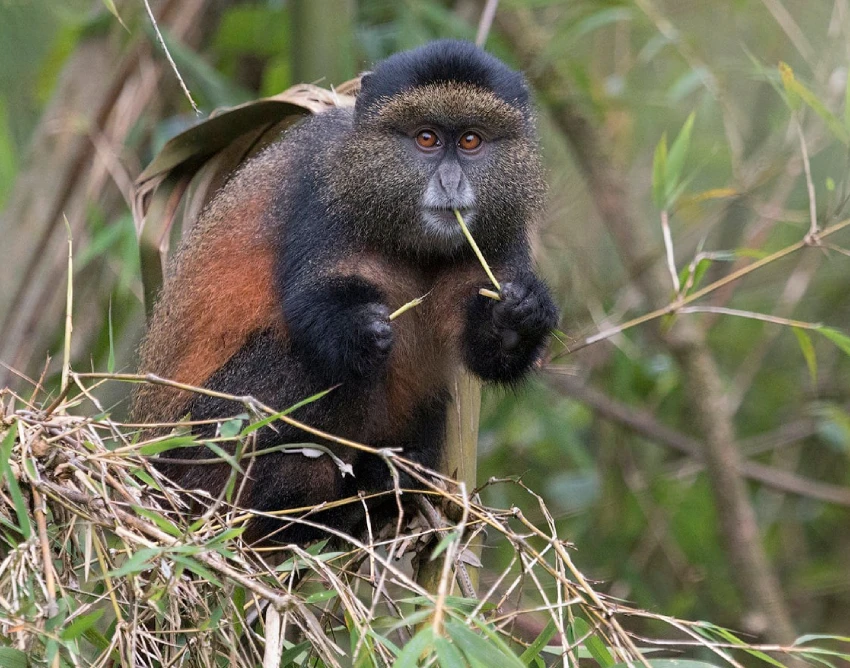 Volcanoes National Park Attractions
