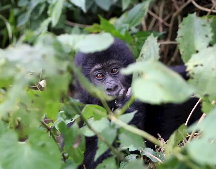 Volcanoes National Park