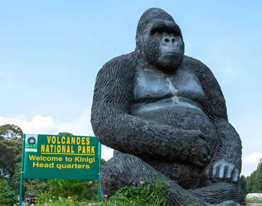 Volcanoes National Park Safari