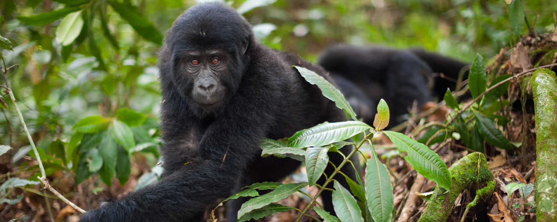 Volcanoes National Park