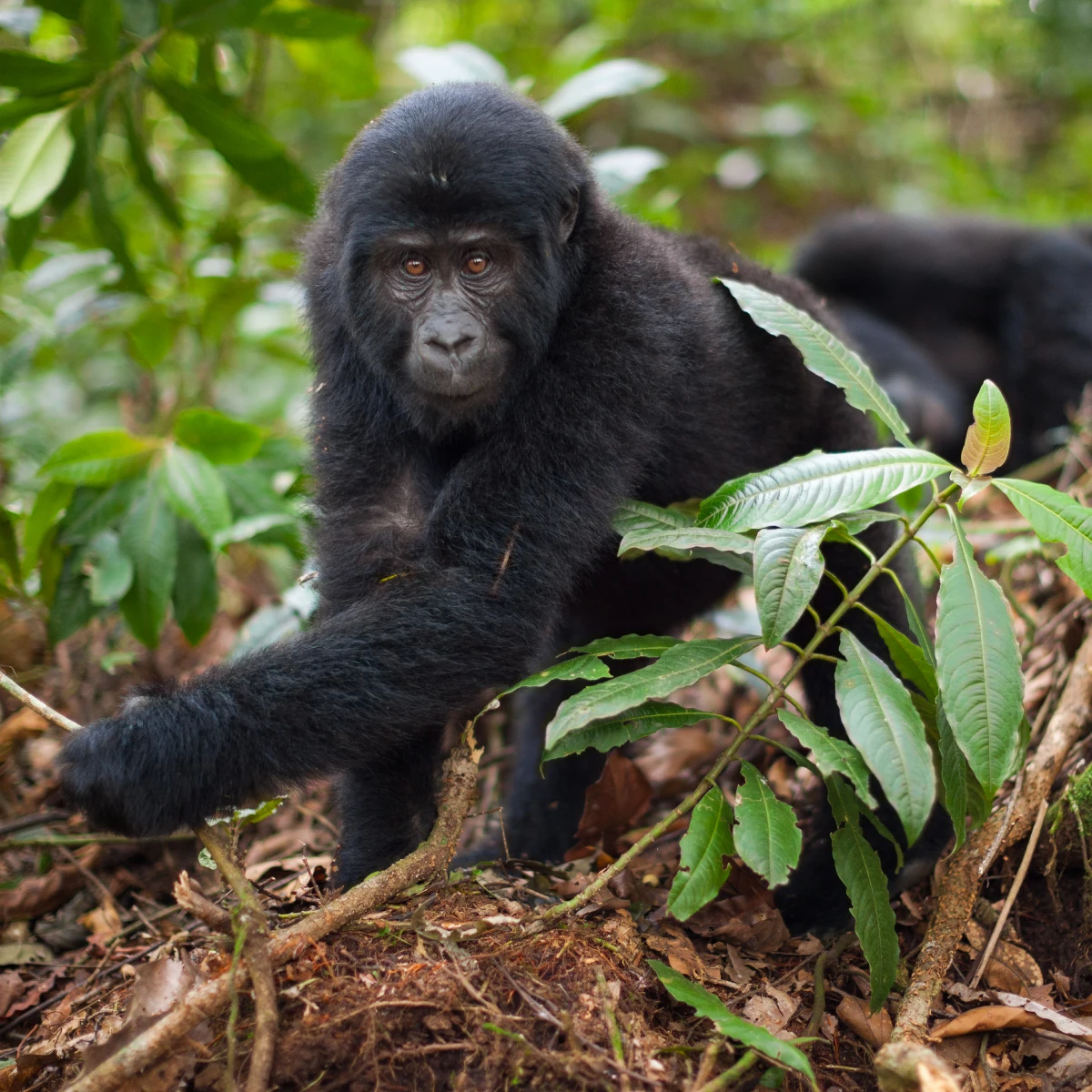 Volcanoes National Park