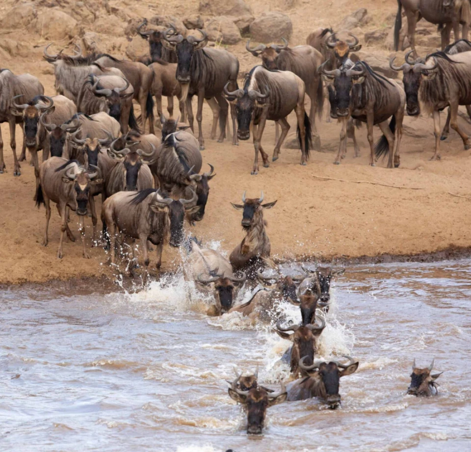 Endless Herd Movement