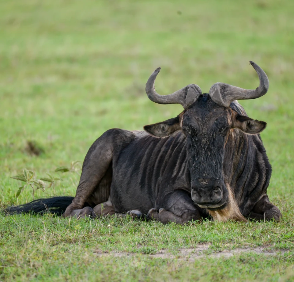 River Crossing Drama