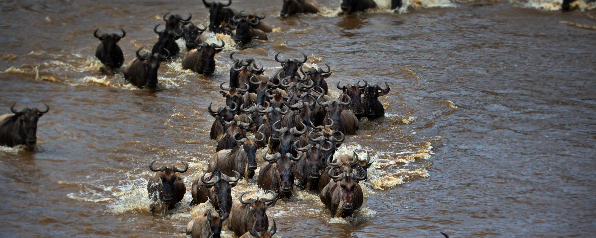 Wildebeest Migration Safari
